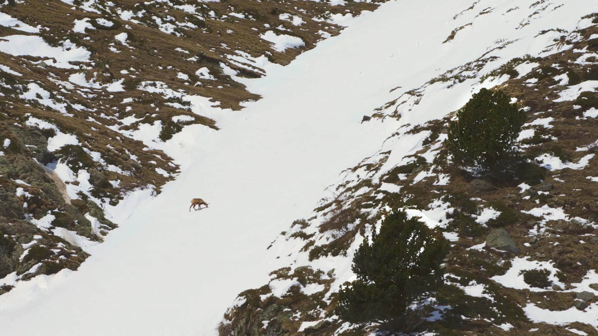 Pure Pyrenees Isards